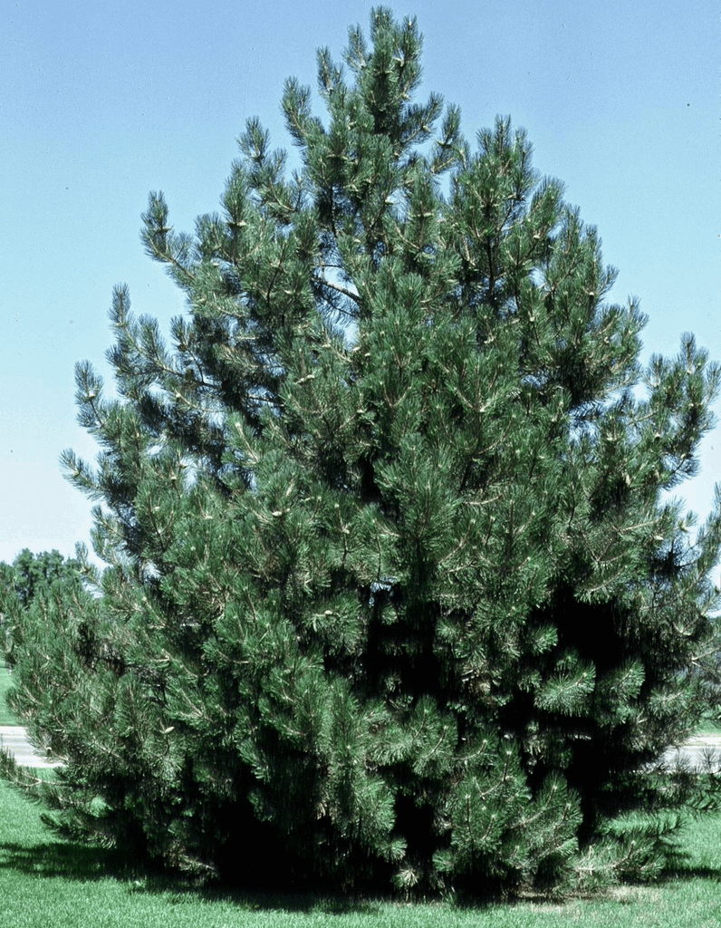 pinus nigra | austrian pine - 6.0' b&b - fort collins wholesale